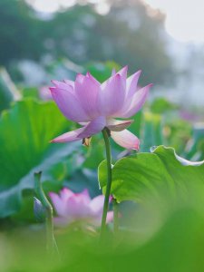 ​莲象征着什么样的品质（莲竟蕴含这么多美好象征）