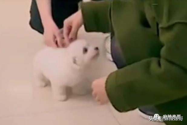包贝尔为啥这么牛（包贝尔这口碑是真好不起来了）(55)