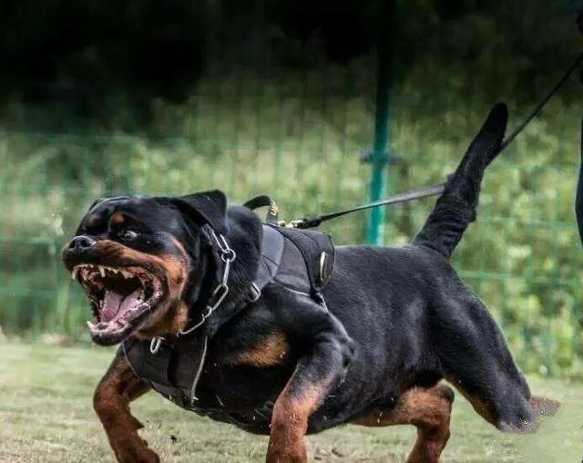 世界十大猛犬你敢养吗（十大猛犬排行有你的爱犬吗）(6)