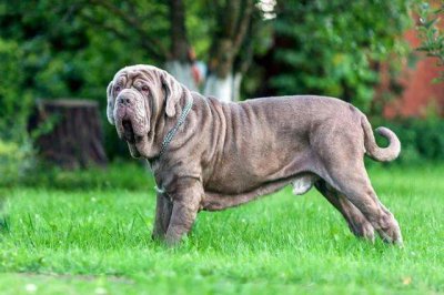 ​世界十大猛犬你敢养吗（十大猛犬排行有你的爱犬吗）