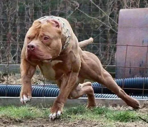 世界十大猛犬你敢养吗（十大猛犬排行有你的爱犬吗）(11)