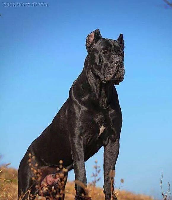世界十大猛犬你敢养吗（十大猛犬排行有你的爱犬吗）(5)