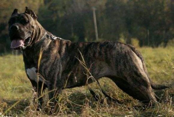 世界十大猛犬你敢养吗（十大猛犬排行有你的爱犬吗）(3)