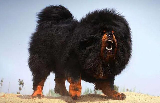 世界十大猛犬你敢养吗（十大猛犬排行有你的爱犬吗）(4)
