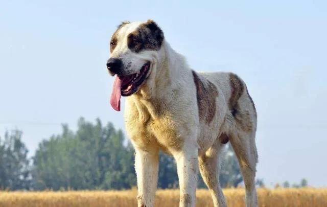 世界十大猛犬你敢养吗（十大猛犬排行有你的爱犬吗）(2)