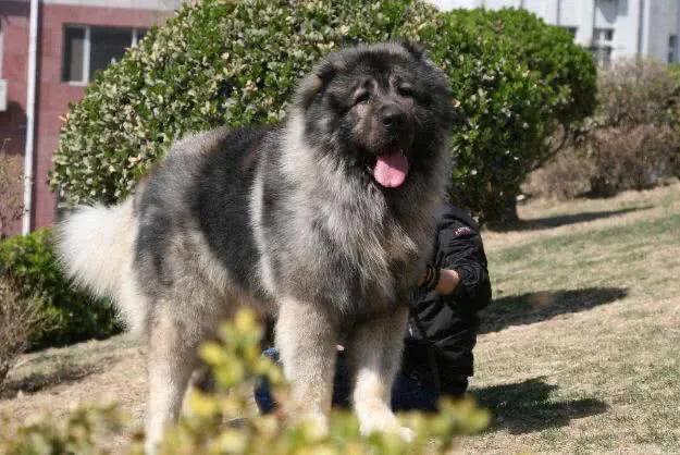 世界十大猛犬你敢养吗（十大猛犬排行有你的爱犬吗）(8)