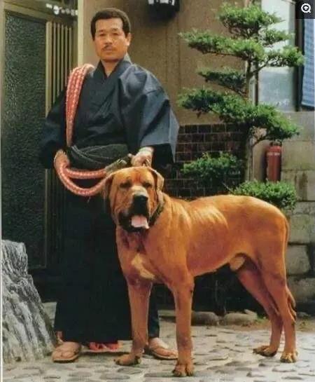 世界十大猛犬你敢养吗（十大猛犬排行有你的爱犬吗）(9)