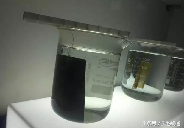 世上最不可思议的水母（你认识这样的水母吗）(3)