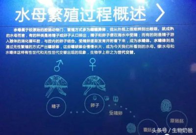 ​世上最不可思议的水母（你认识这样的水母吗）