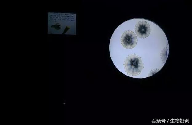 世上最不可思议的水母（你认识这样的水母吗）(6)
