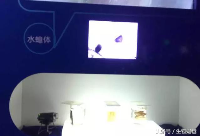 世上最不可思议的水母（你认识这样的水母吗）(2)