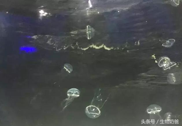 世上最不可思议的水母（你认识这样的水母吗）(8)