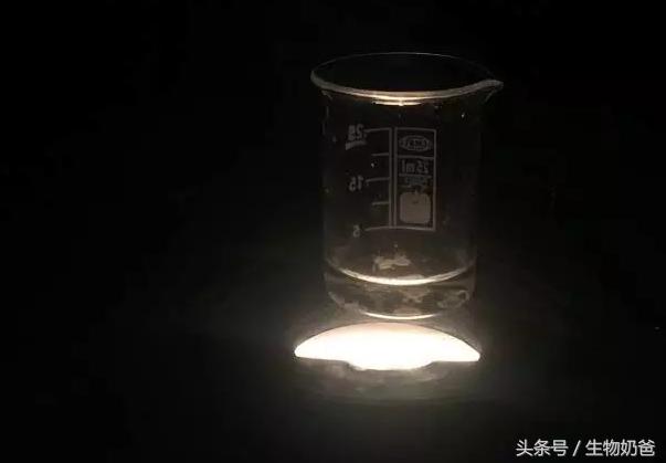 世上最不可思议的水母（你认识这样的水母吗）(5)