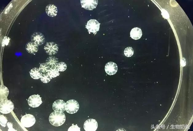 世上最不可思议的水母（你认识这样的水母吗）(9)