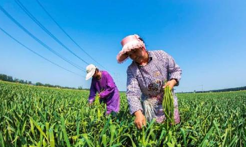 怎么提蒜苔不断,蒜苔怎样抽不断?图2