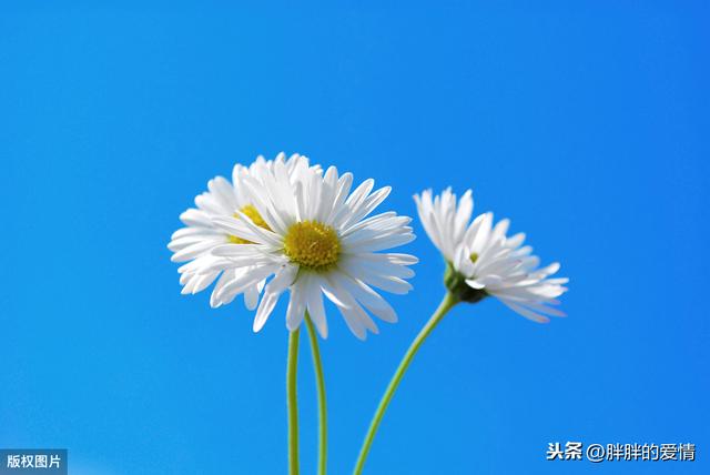 人生本来就是波澜万丈感悟 人经不住千言树经不住千斧(2)