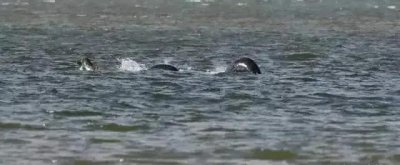 ​尼斯湖水怪的真相（尼斯湖水怪再度现身）