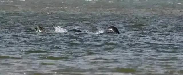 尼斯湖水怪的真相（尼斯湖水怪再度现身）(1)