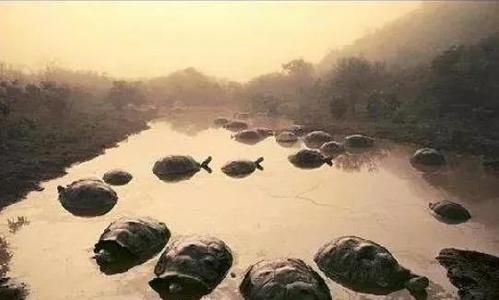 世界上最大的长颈龟（黄河巨龟到底从何而来）(6)