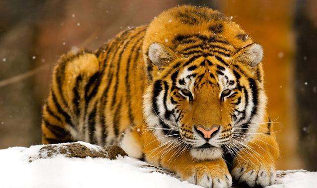 世界上最凶猛的十大猛兽（世界上八大最凶猛的野兽排名）(8)