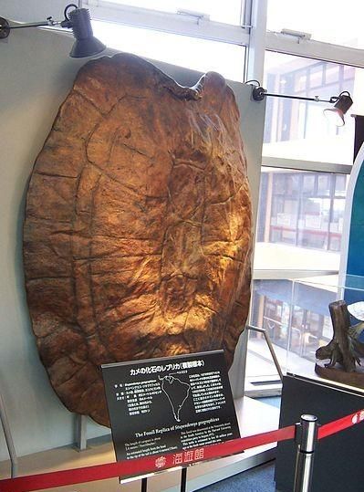 spuddle是什么生物，stag beetle 是什么昆虫？图7