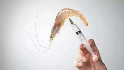 ​注胶虾怎样分别?注胶虾对于人体有害吗（有致病危害）