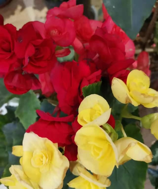 春天开的常见的花，春天到了，你最喜欢的最美风景是什么样子的？图18