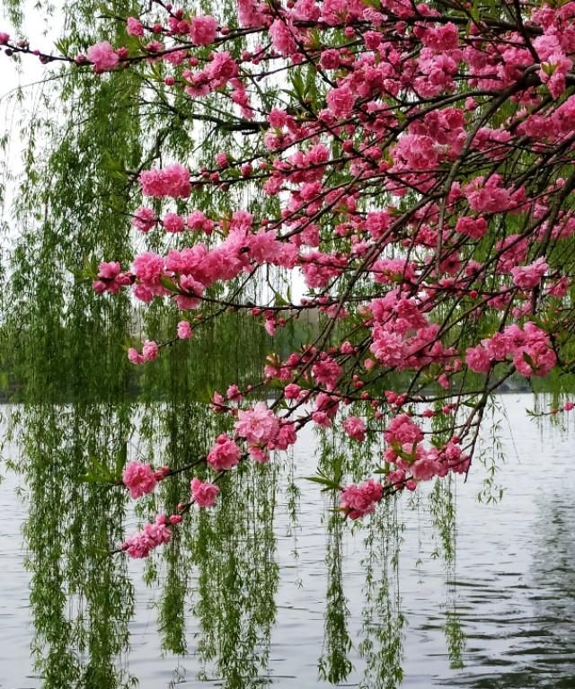 春天开的常见的花，春天到了，你最喜欢的最美风景是什么样子的？图26