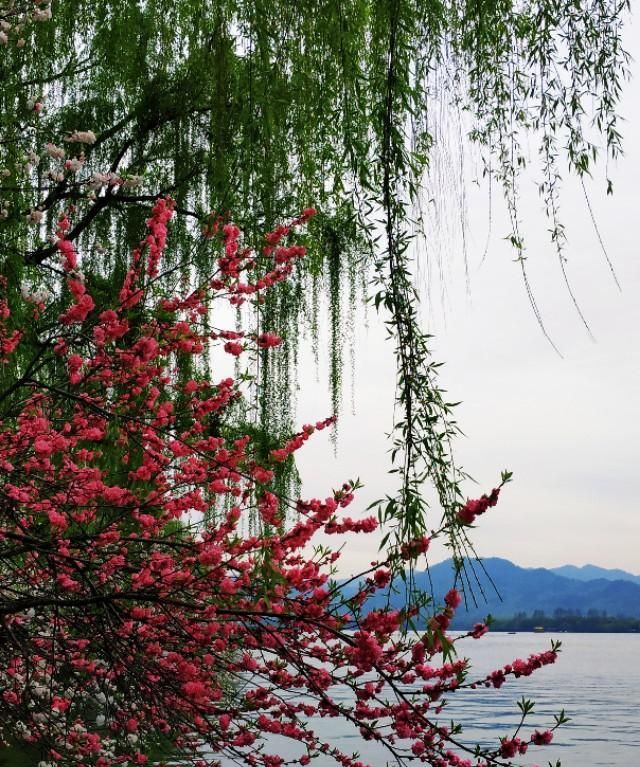 春天开的常见的花，春天到了，你最喜欢的最美风景是什么样子的？图25