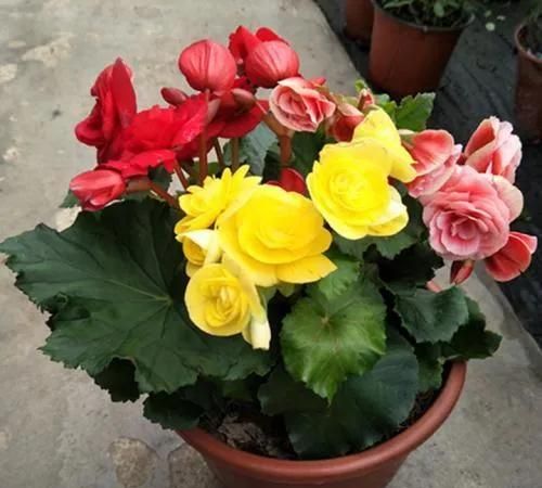 春天开的常见的花，春天到了，你最喜欢的最美风景是什么样子的？图19