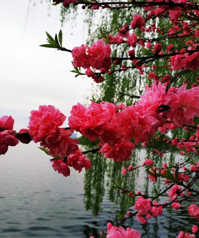 春天开的常见的花，春天到了，你最喜欢的最美风景是什么样子的？图24
