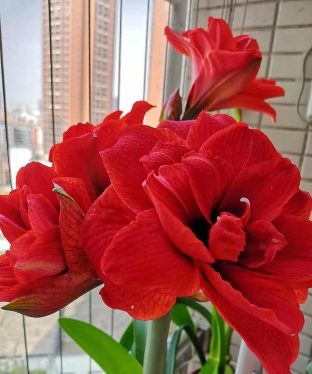春天开的常见的花，春天到了，你最喜欢的最美风景是什么样子的？图7