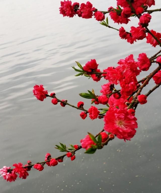 春天开的常见的花，春天到了，你最喜欢的最美风景是什么样子的？图20