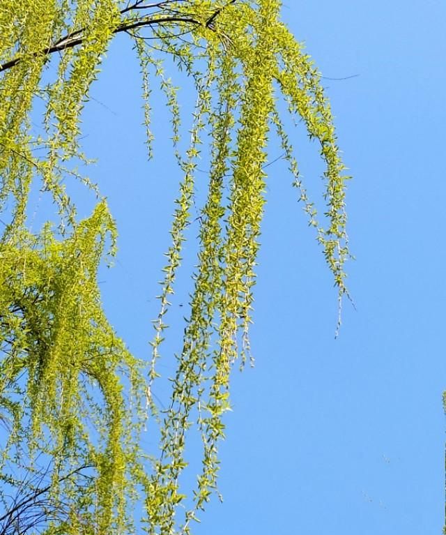 春天开的常见的花，春天到了，你最喜欢的最美风景是什么样子的？图21