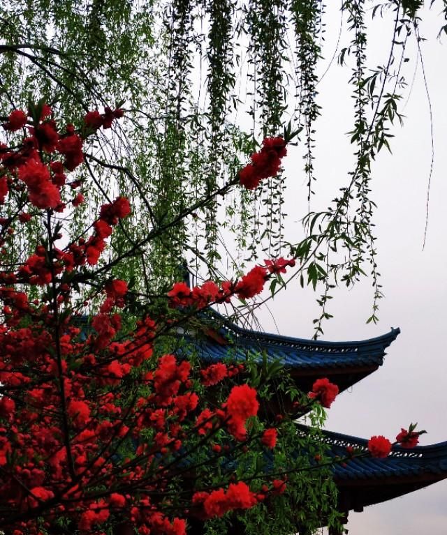 春天开的常见的花，春天到了，你最喜欢的最美风景是什么样子的？图23