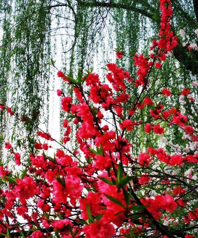 春天开的常见的花，春天到了，你最喜欢的最美风景是什么样子的？图27