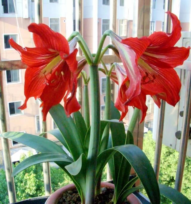 春天开的常见的花，春天到了，你最喜欢的最美风景是什么样子的？图6