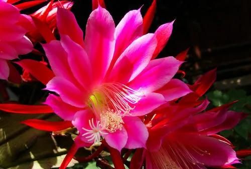 春天开的常见的花，春天到了，你最喜欢的最美风景是什么样子的？图10