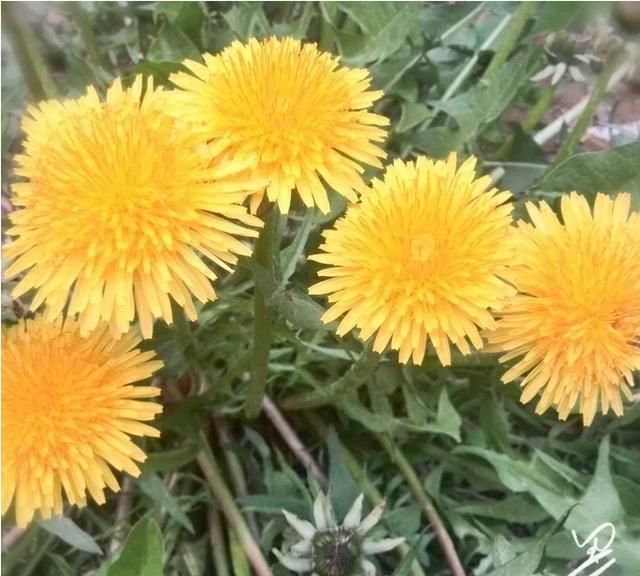 春天开的常见的花，春天到了，你最喜欢的最美风景是什么样子的？图2