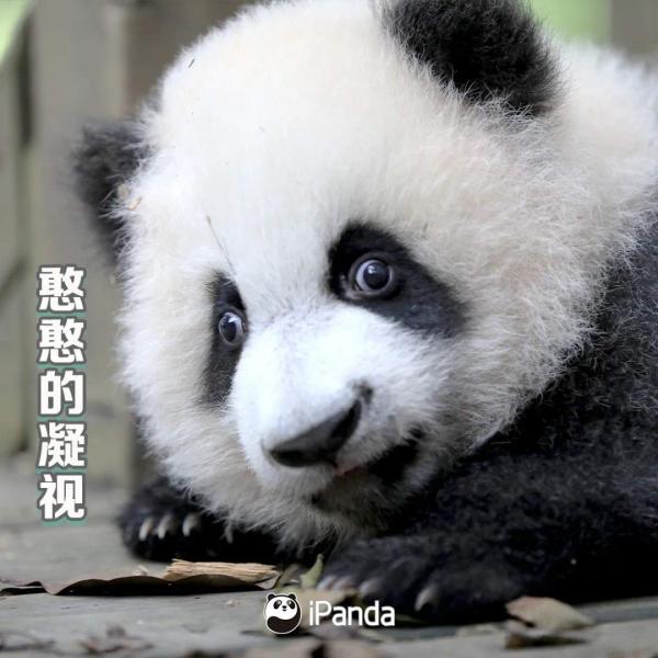 最近网上很火的四川方言（最扎劲的四川方言来啦）(2)