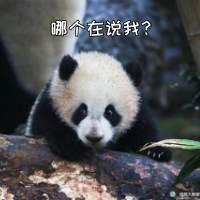最近网上很火的四川方言（最扎劲的四川方言来啦）(12)