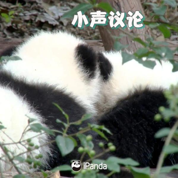 最近网上很火的四川方言（最扎劲的四川方言来啦）(8)