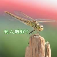 最近网上很火的四川方言（最扎劲的四川方言来啦）(5)