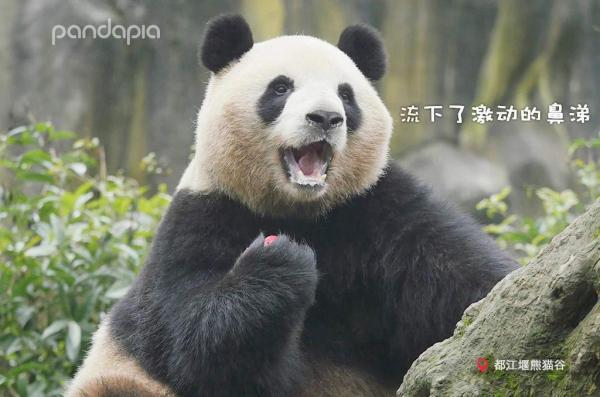 最近网上很火的四川方言（最扎劲的四川方言来啦）(4)