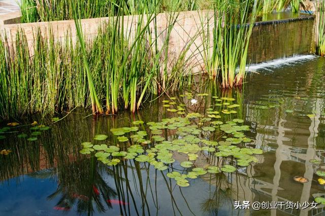 泥鳅黄鳝稻田养殖技术（高回报养殖项目）(1)