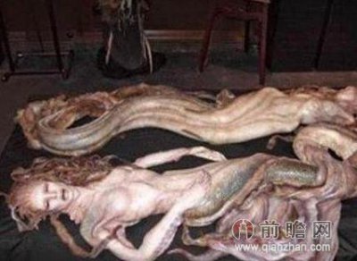 ​真实世界存在的美人鱼（澳洲惊现美人鱼尸体）