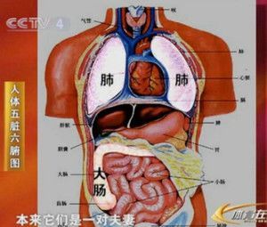 五脏六腑是什么器官