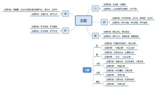 五脏六腑是什么意思