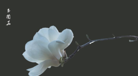 白玉兰花的寓意是什么,白兰花的寓意和花语图2
