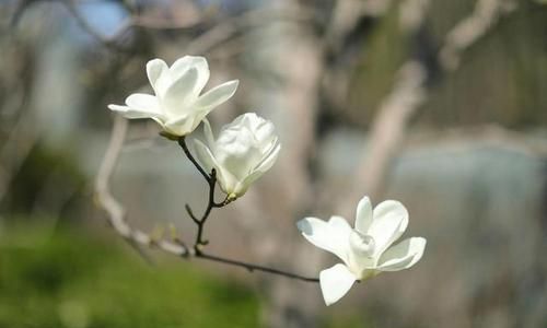 白玉兰花代表什么意思